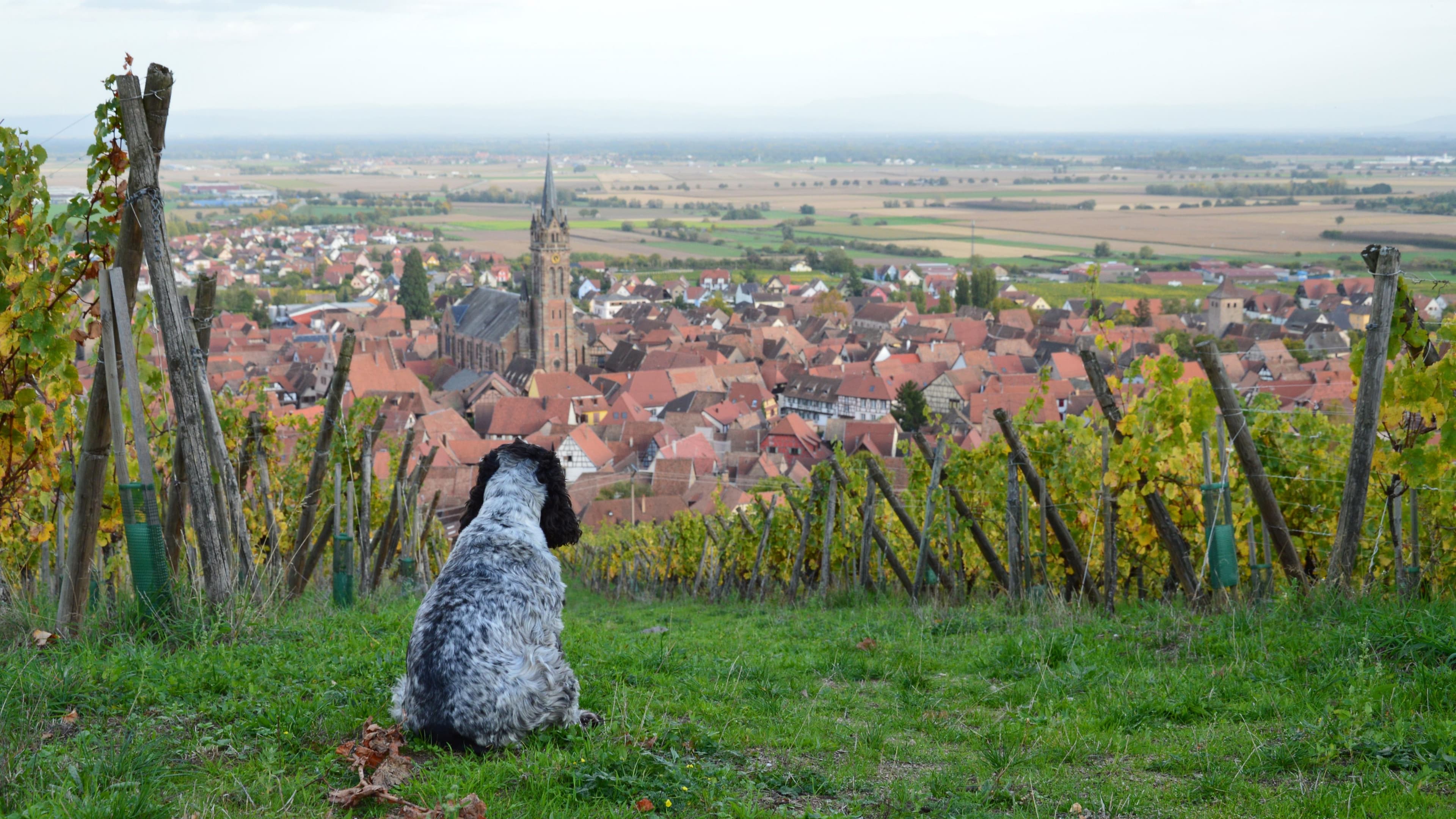 Baden-Baden mit Hund: Wandern, Einkehr & Tipps