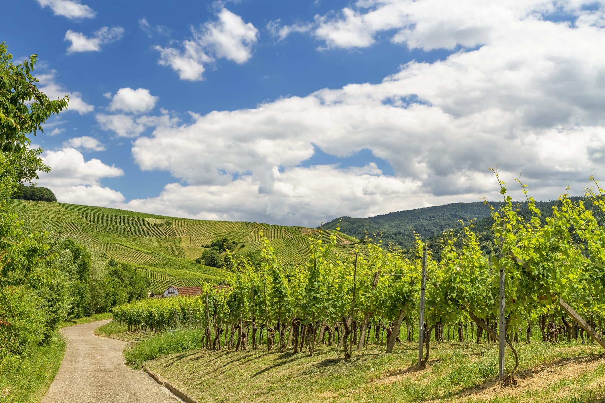 Weinberge im Rebland