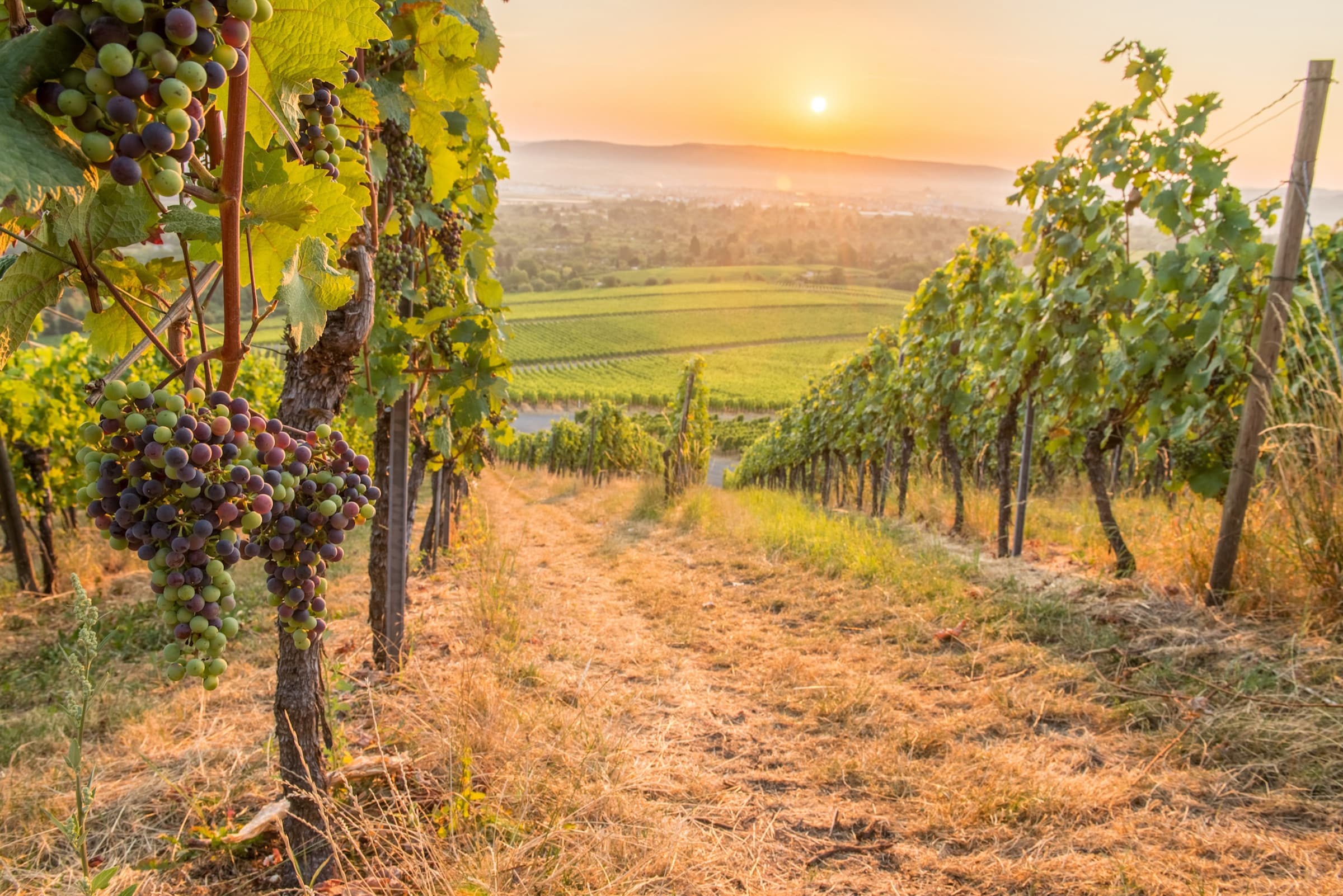 Weinberge im Rebland bei Baden-Baden im warmen Abendlicht